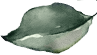 shpae